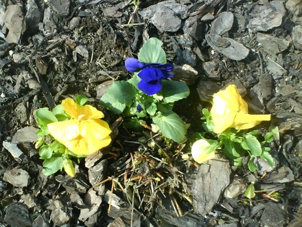 virágok a templom előtt